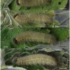 musch cribrellum larva7 volg112